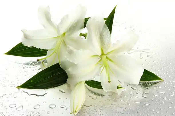 What are the skincare benefits of Lily Extract?